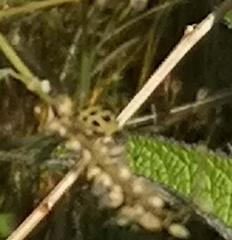 Diabrotica undecimpunctata