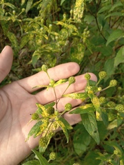 Blainvillea gayana