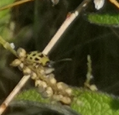 Diabrotica undecimpunctata