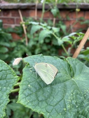 Pieris brassicae