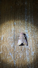 Eucarta virgo