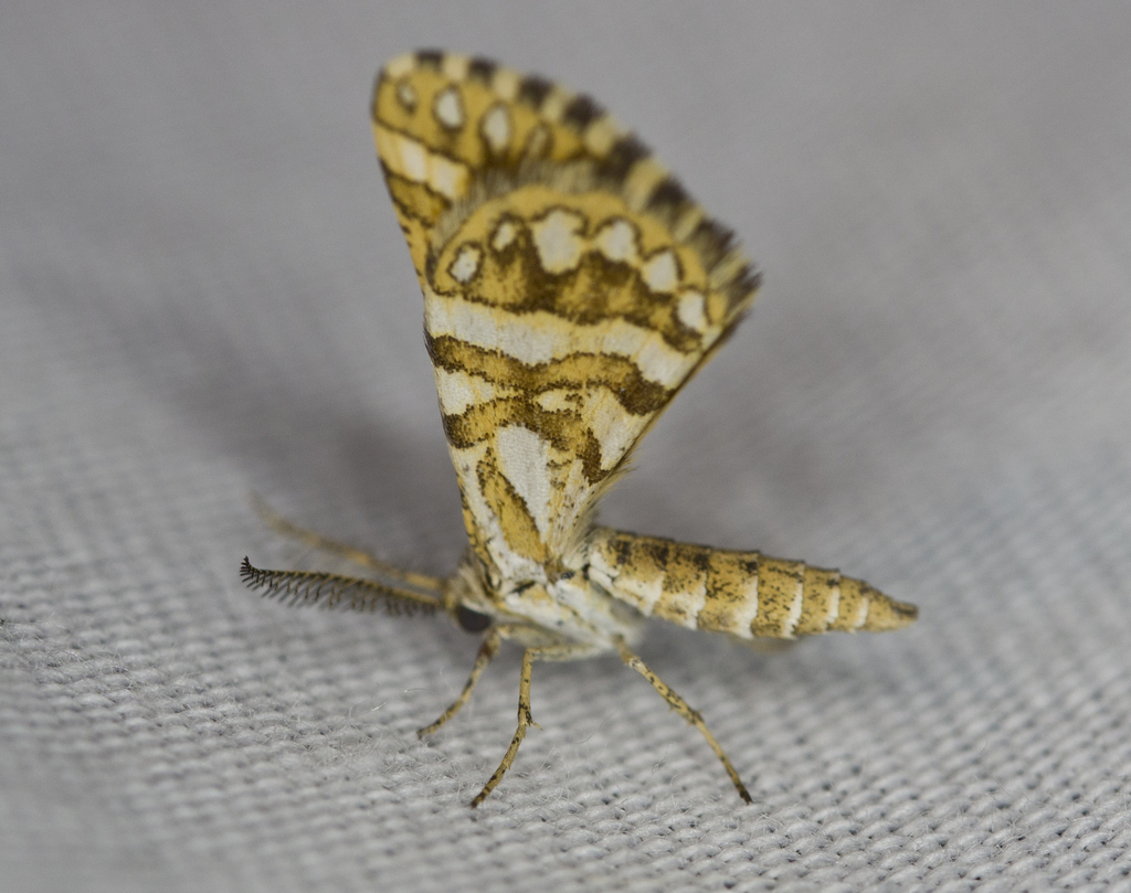 Green Broomweed Looper Moth