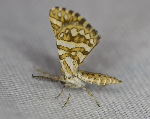 Green Broomweed Looper Moth