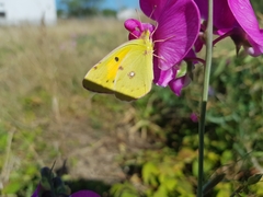 Colias croceus