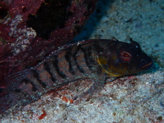 Gobioclinus dendriticus