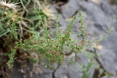 Galium parishii