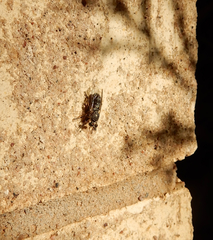 Atomosia melanopogon