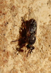 Atomosia melanopogon