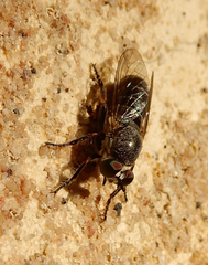 Atomosia melanopogon