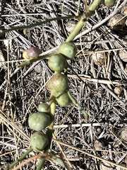 Antistrophus pisum