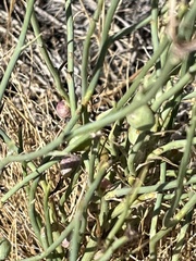 Antistrophus pisum