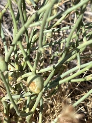Antistrophus pisum