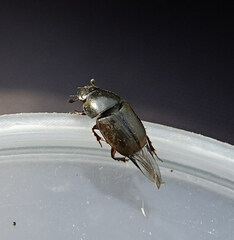 Colobopterus erraticus