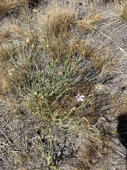 Antistrophus pisum