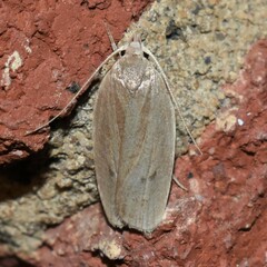 Antaeotricha osseella