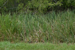 Zizaniopsis miliacea