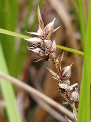 Carex striata