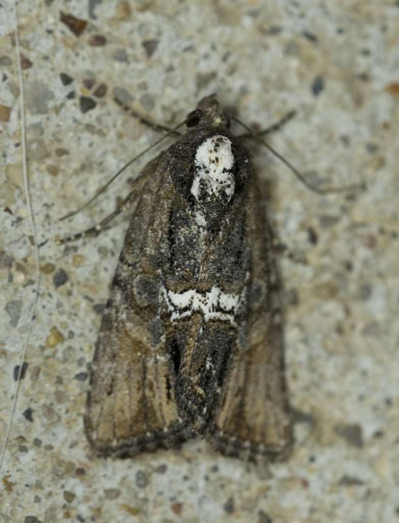 Half-banded Bryolymnia