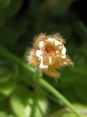 Cerastium uniflorum