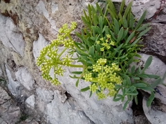 Crithmum maritimum