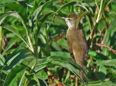 Acrocephalus australis australis