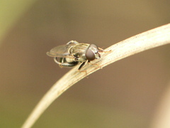 Tropidia mamillata