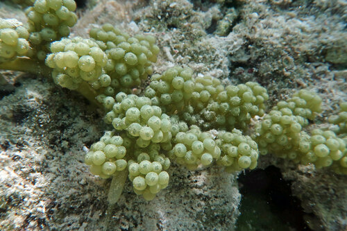Sea Grapes