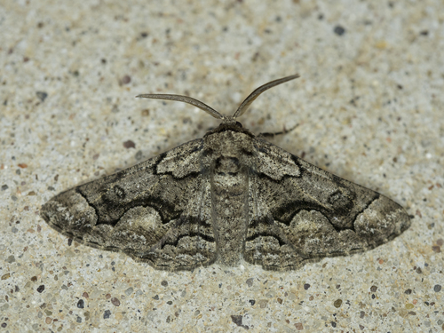 Phaeoura mexicanaria photo 3