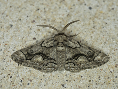 Phaeoura mexicanaria