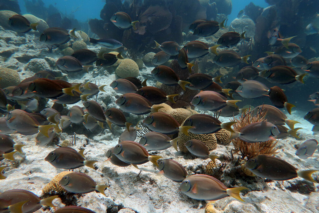 Photo of Atlantic blue tang (Acanthurus tractus)