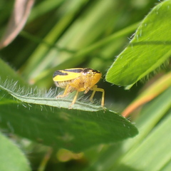 Evacanthus interruptus