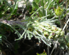 Artemisia borealis