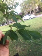 Cornus