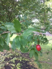 Cornus