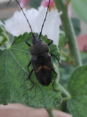 Megaderus