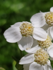 Achillea erba-rotta