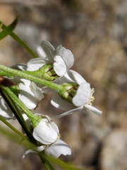 Achillea erba-rotta
