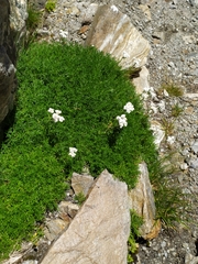Achillea erba-rotta