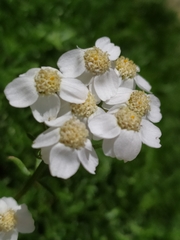 Achillea erba-rotta