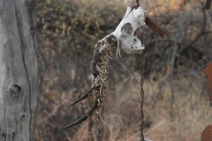 Ceratophaga vastella