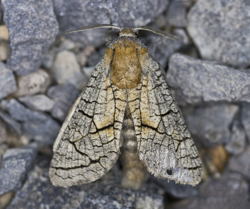 Cossidae