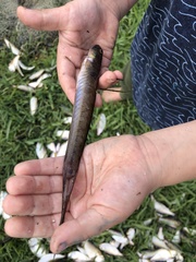 Gobionellus oceanicus