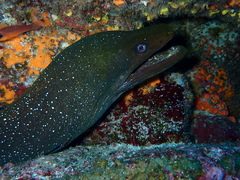 Gymnothorax dovii