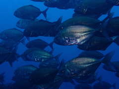 Uraspis helvola