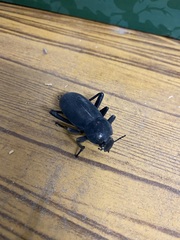 Tenebrionidae