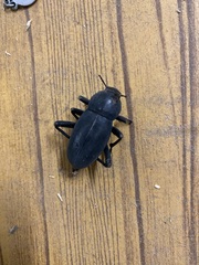 Tenebrionidae