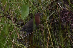 Laterallus albigularis