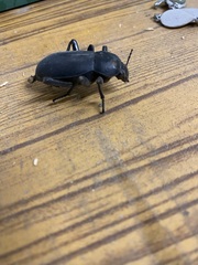 Tenebrionidae