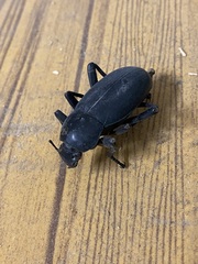 Tenebrionidae