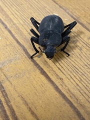 Tenebrionidae